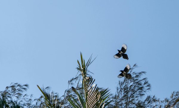 Les plantes bénéfiques pour le foie